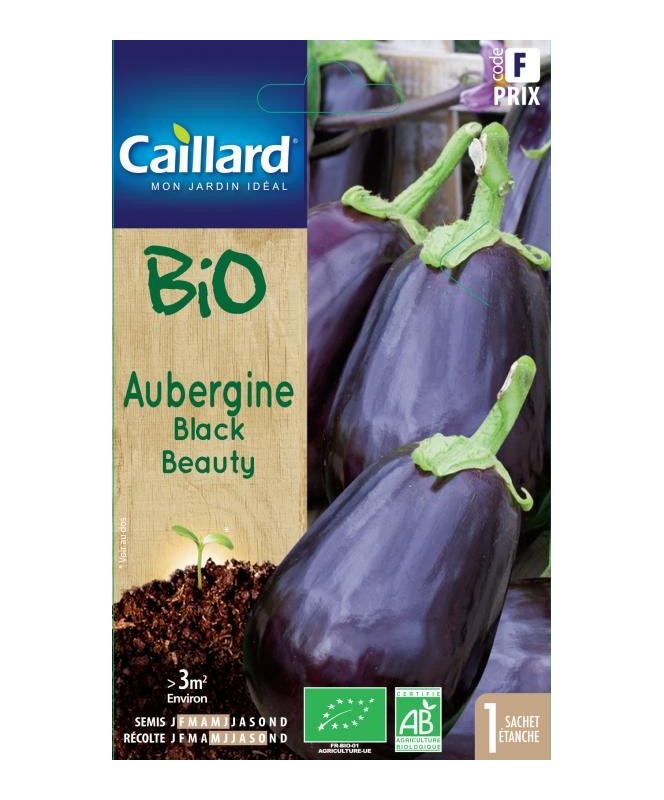 Aubergine "black beauty”