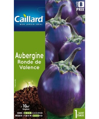 Aubergine "ronde de valence”