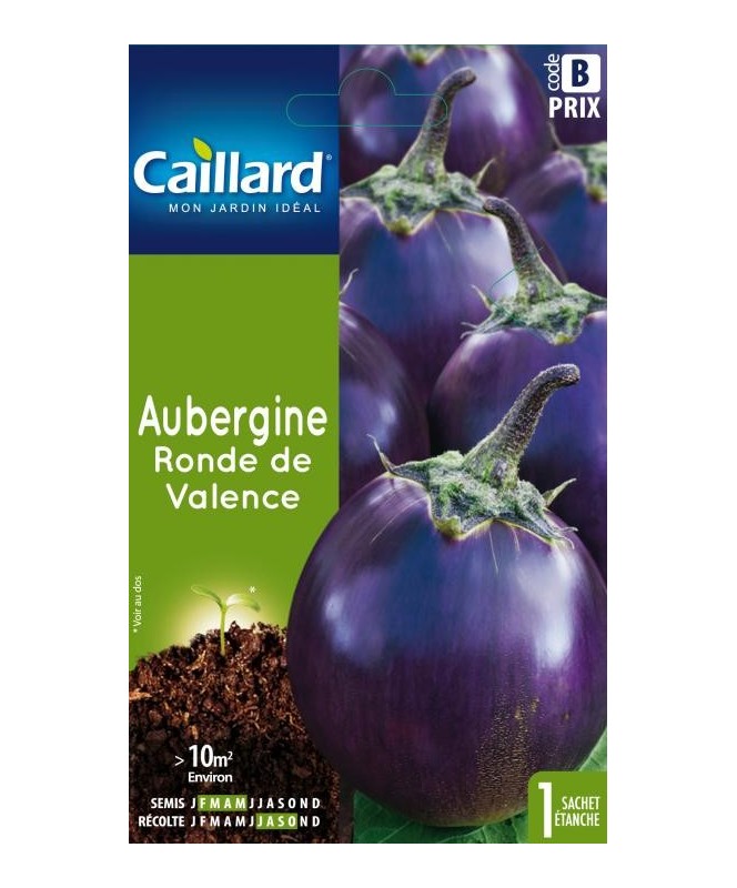 Aubergine "ronde de valence”