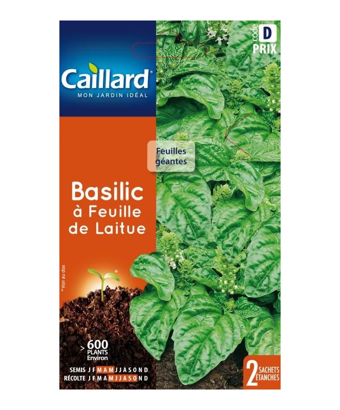 Basilic "a feuille de laitue”