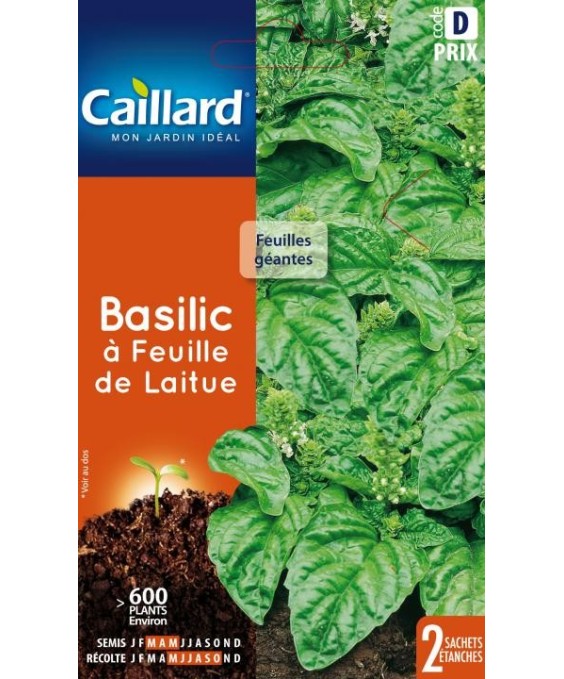 Basilic "a feuille de laitue”