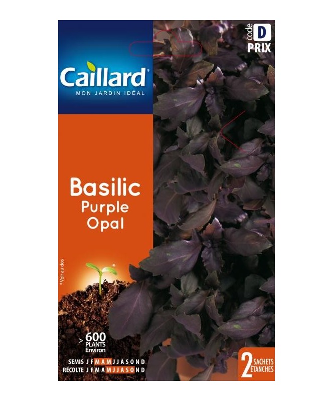 Basilic "purple opal”