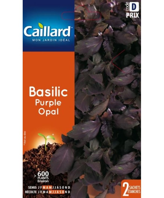 Basilic "purple opal”