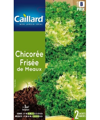 Chicoree frisee "de meaux”