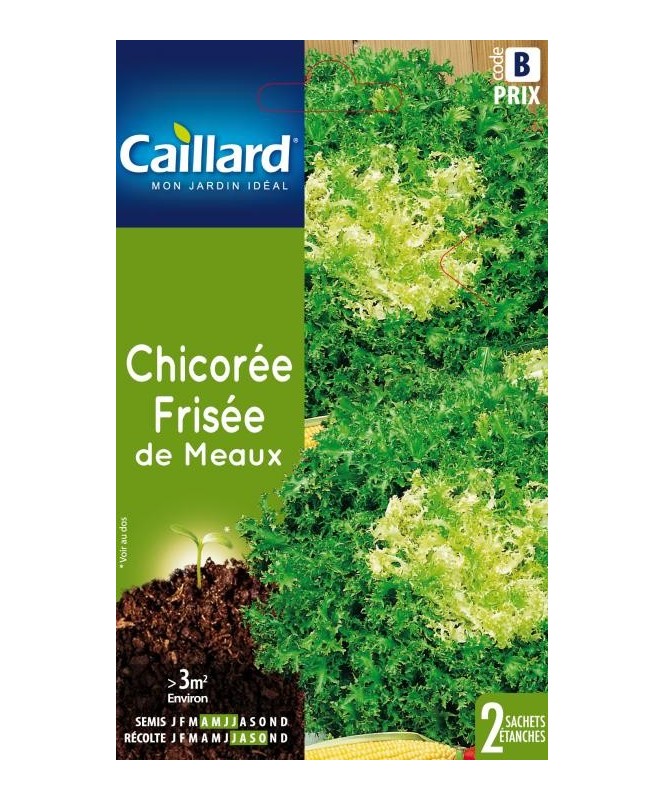 Chicoree frisee "de meaux”