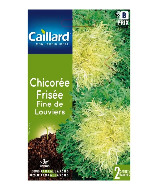 Chicoree frisee "fine de louviers”