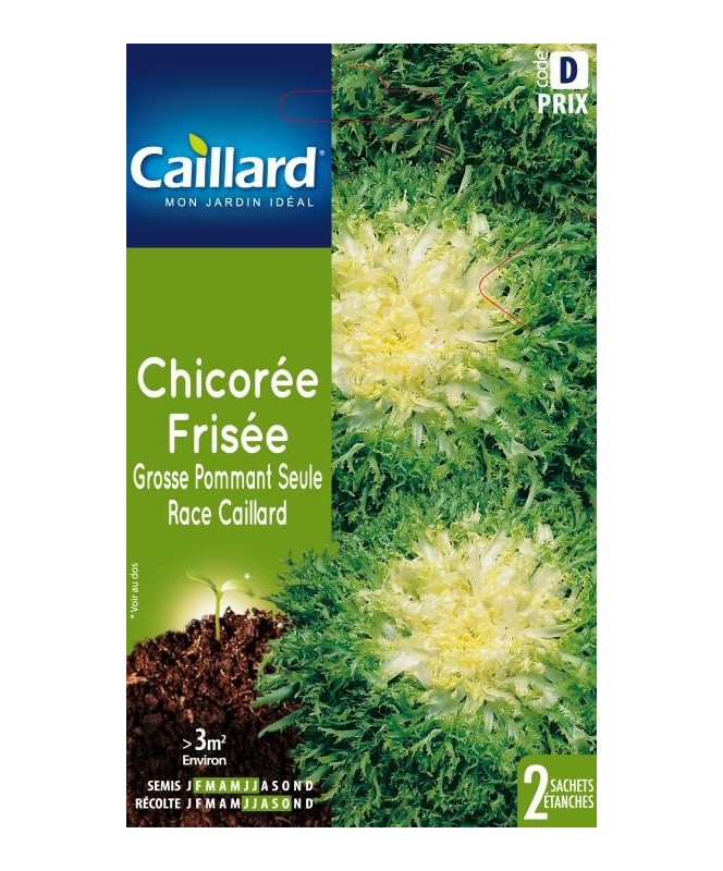 Chicoree frisee "grosse pommant seule race caillard”