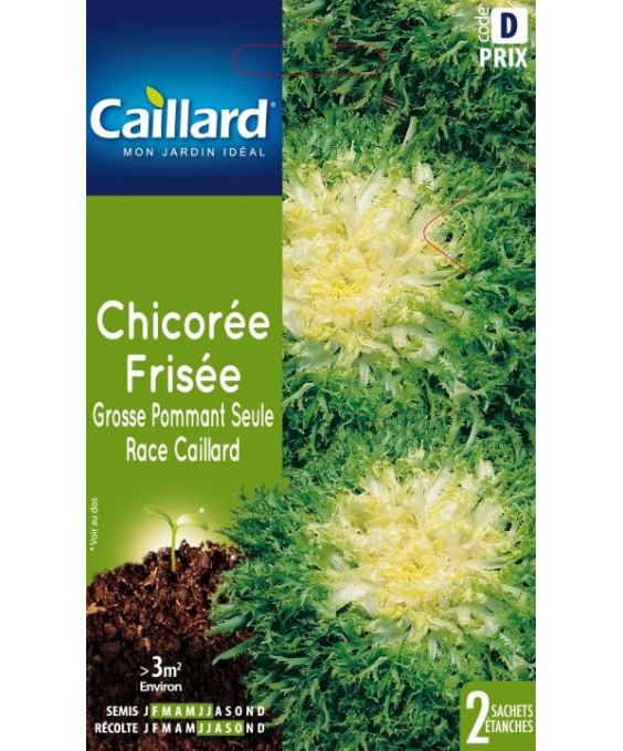 Chicoree frisee "grosse pommant seule race caillard”