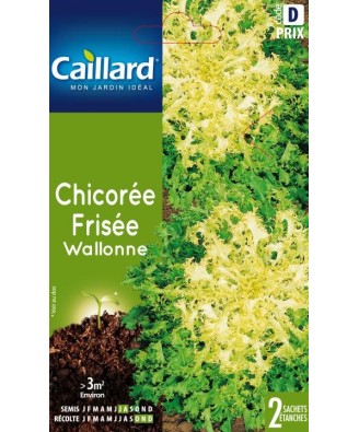 Chicoree frisee "wallonne”