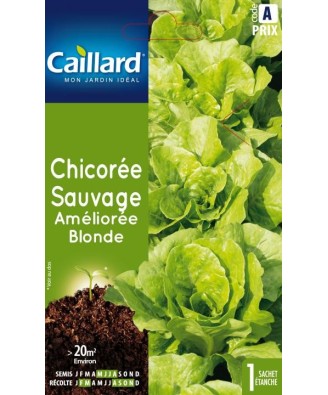 Chicoree sauvage "amelioree blonde”