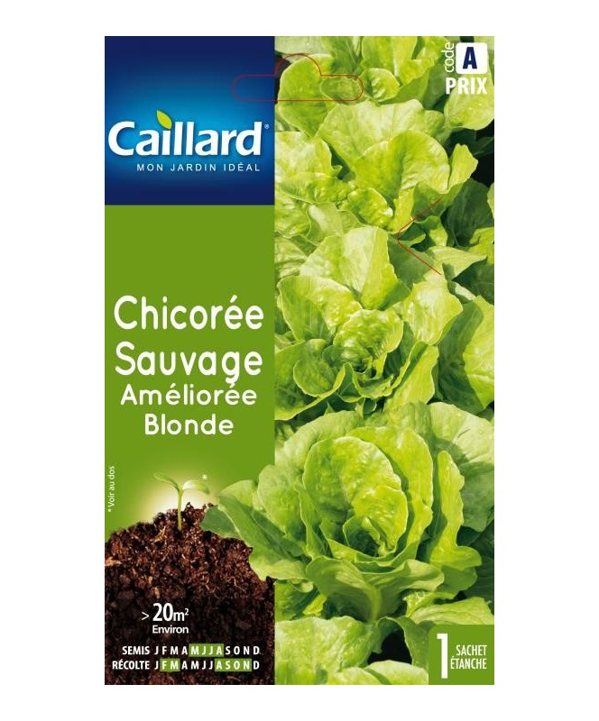 Chicoree sauvage "amelioree blonde”