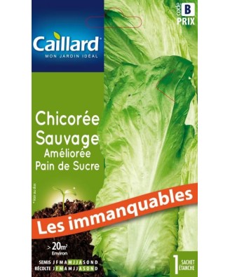 Chicoree sauvage "amelioree pain de sucre”