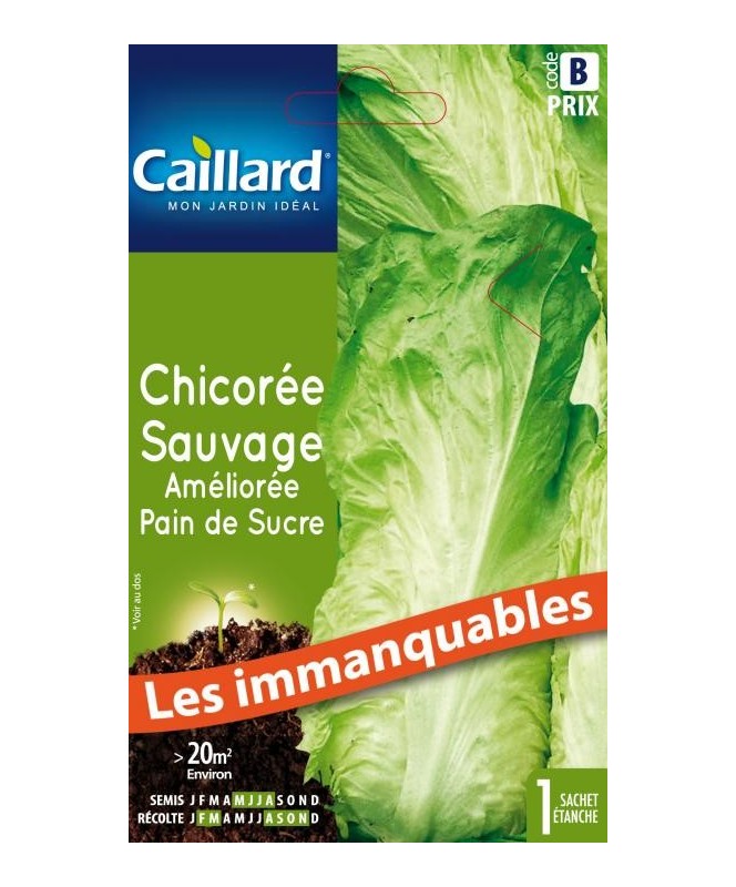 Chicoree sauvage "amelioree pain de sucre”