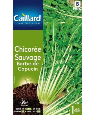 Chicoree sauvage "barbe de capucin”