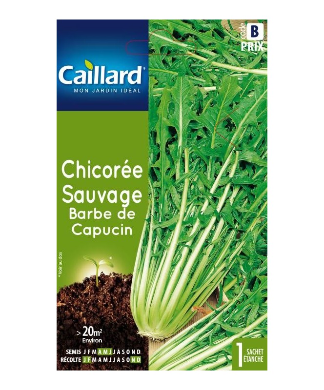 Chicoree sauvage "barbe de capucin”