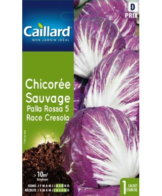 Chicoree sauvage "palla rossa 5 race cresola”