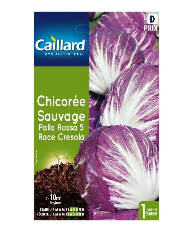 Chicoree sauvage "palla rossa 5 race cresola”