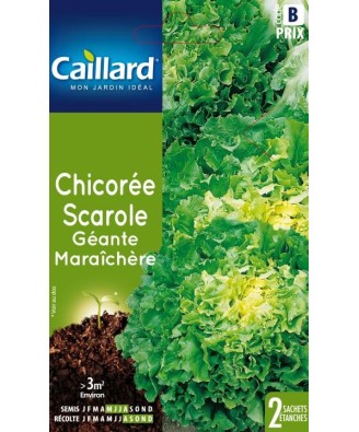 Chicoree scarole "chicoree scarole geante maraichere”