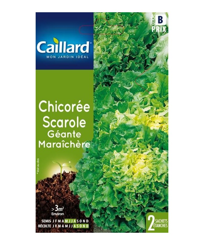 Chicoree scarole "chicoree scarole geante maraichere”