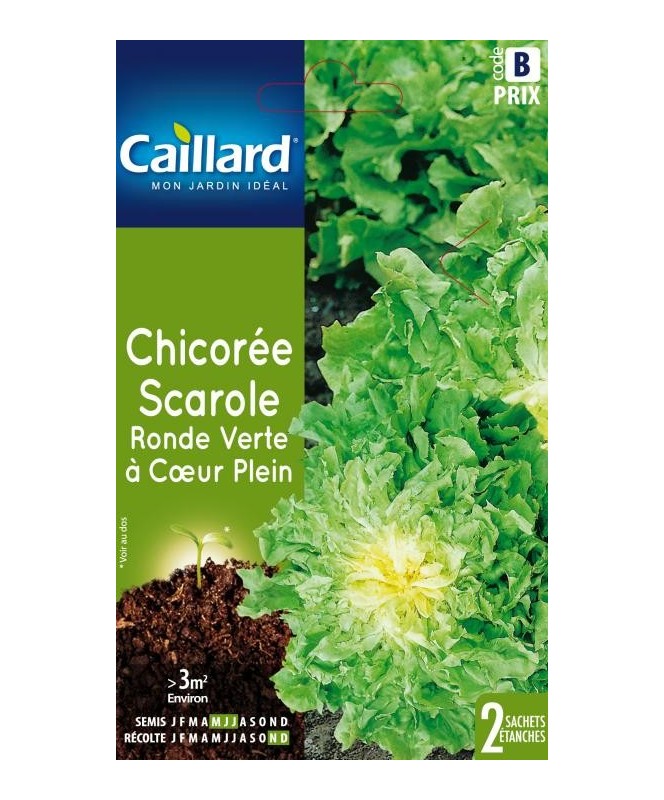 Chicoree scarole "chicoree scarole ronde verte a coeur plein”