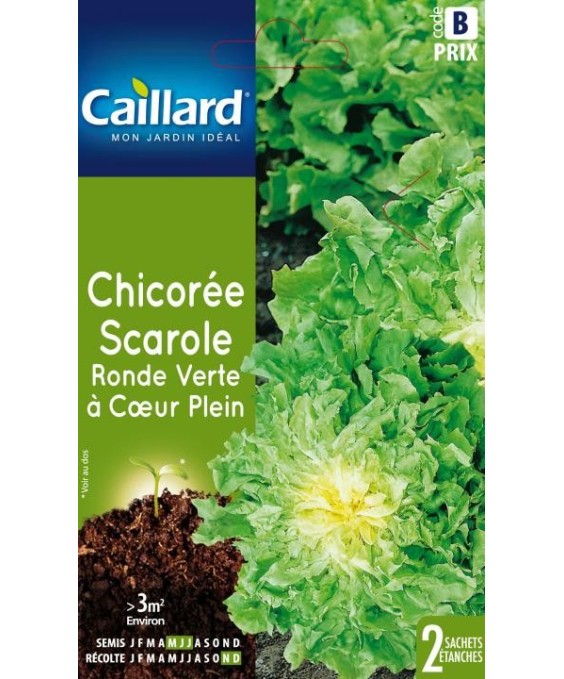 Chicoree scarole "chicoree scarole ronde verte a coeur plein”