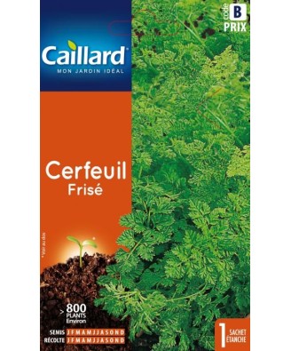 Cerfeuil "frise”