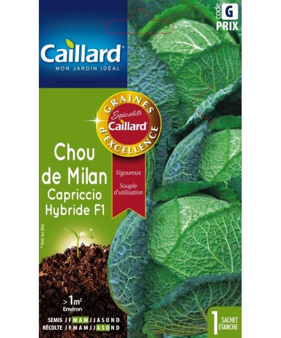 Chou de milan "capriccio hybride f1”