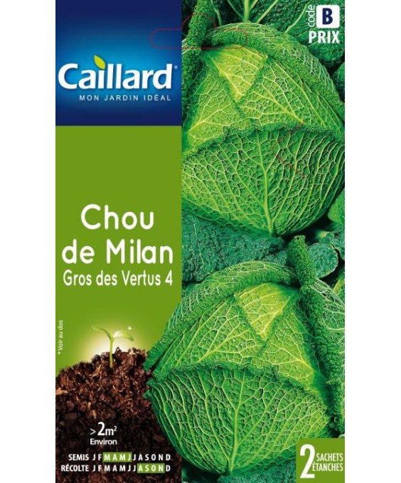 Chou de milan "gros des vertus 4”