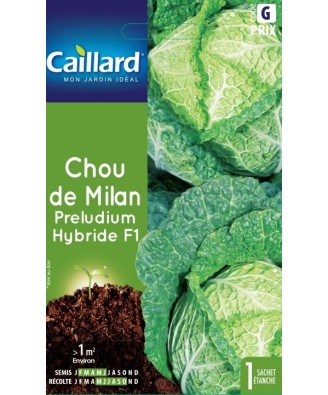 Chou de milan "preludium hybride f1”