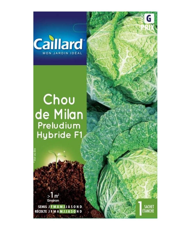 Chou de milan "preludium hybride f1”