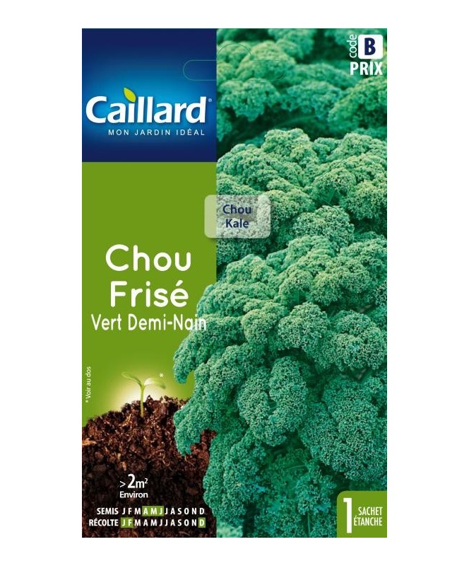 Chou frise "vert demi-nain”