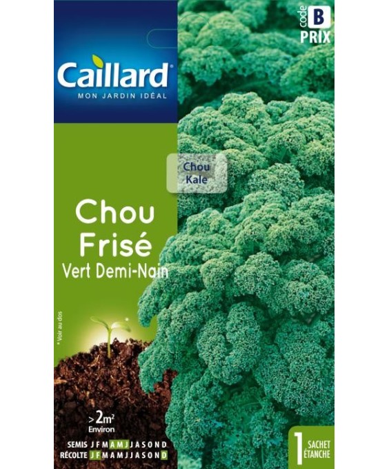 Chou frise "vert demi-nain”