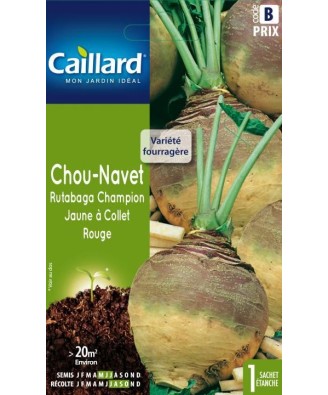 Chou-navet rutabaga "champion jaune a collet rouge”