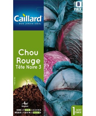 Chou rouge "tete noire 3”