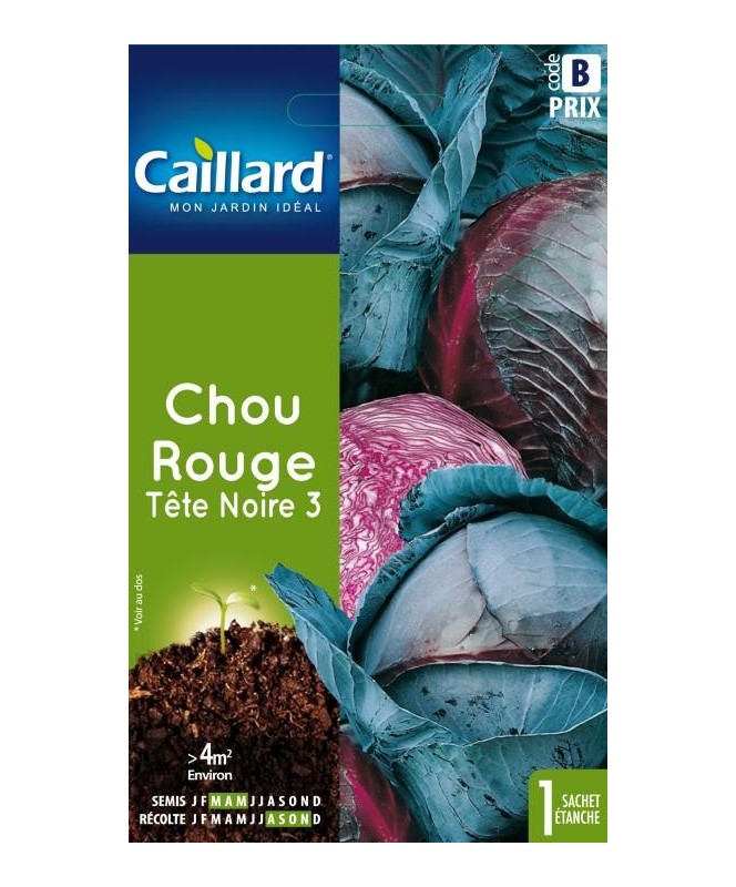 Chou rouge "tete noire 3”