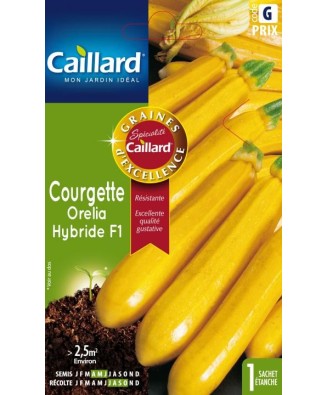 Courgette "orelia hybride f1”