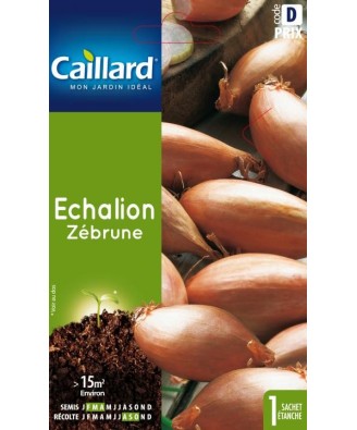 Echalion "zebrune”