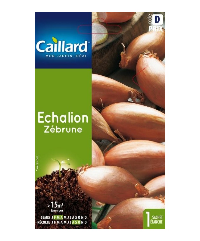 Echalion "zebrune”