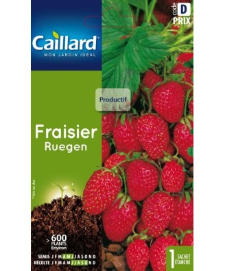 Fraisier "ruegen”