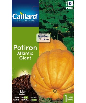 Potiron "atlantic giant”