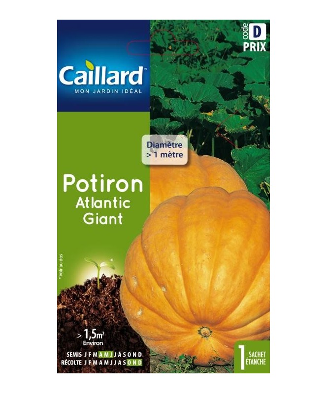 Potiron "atlantic giant”