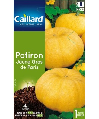 Potiron "jaune gros de paris”