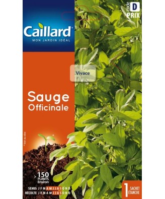 Sauge "officinale”