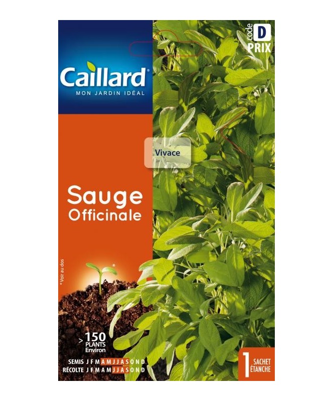 Sauge "officinale”