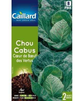 Chou cabus "coeur de boeuf des vertus”