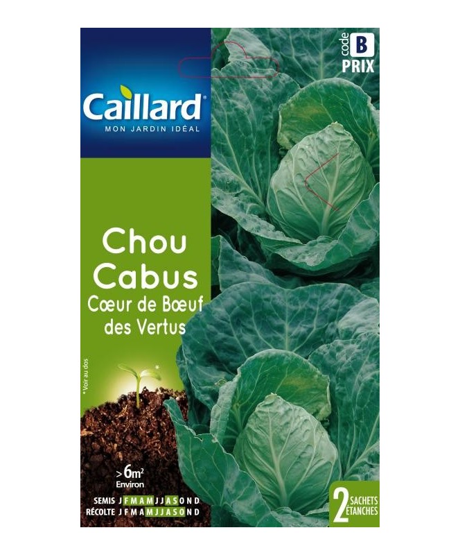 Chou cabus "coeur de boeuf des vertus”