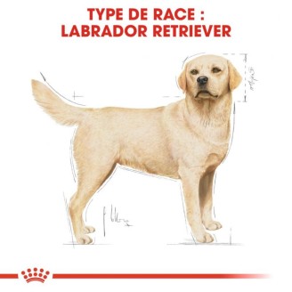 Labrador Retriever 3Kg