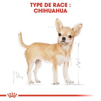 Chihuahua 1,5Kg