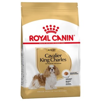 Cavalier King Charles Adult  3Kg