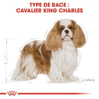 Cavalier King Charles Adult  3Kg